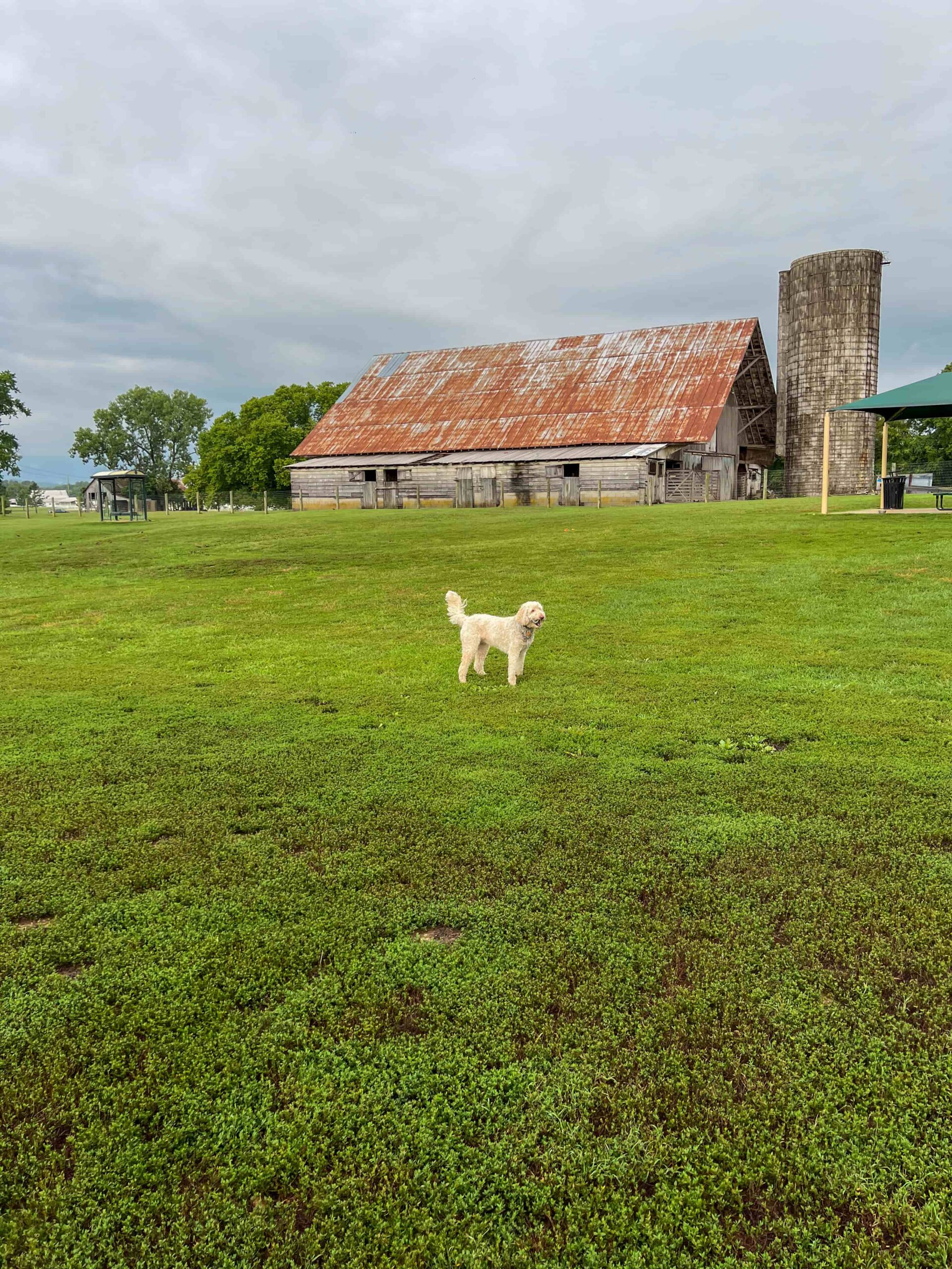 dog park in Franklin, TN Our Beautahful World
